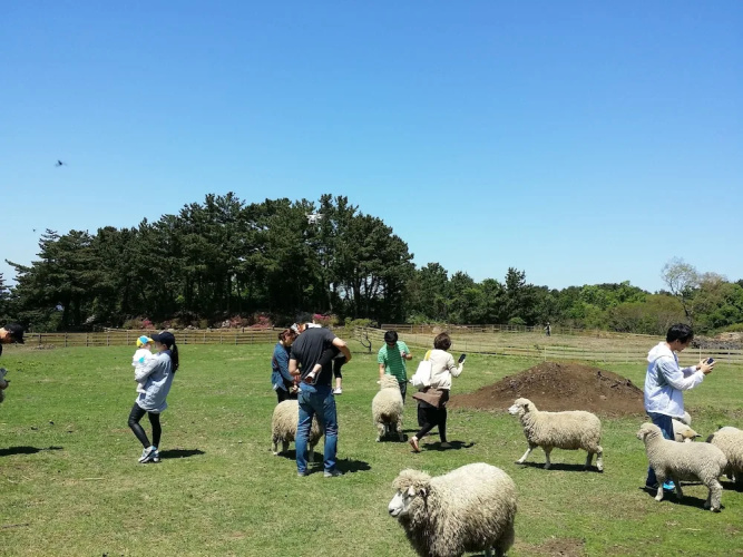 Jeju Yangtte Farm