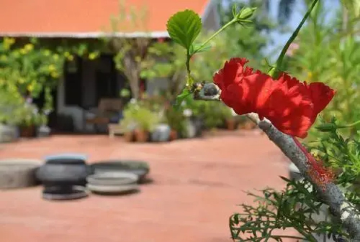 Villa Jacaranda