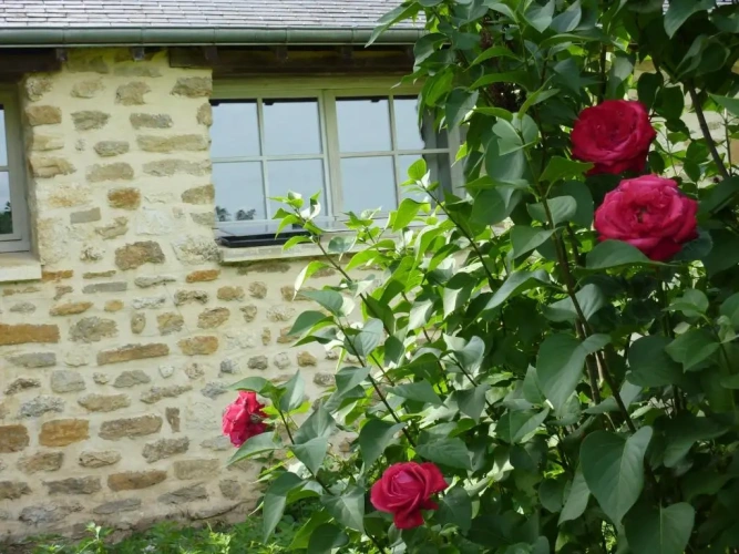 Standard Quadruple room with garden view