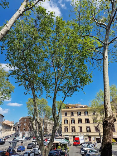 SuitInn 19 Trastevere