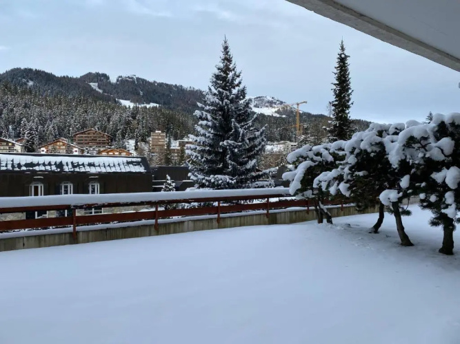 Sapin rouge B37