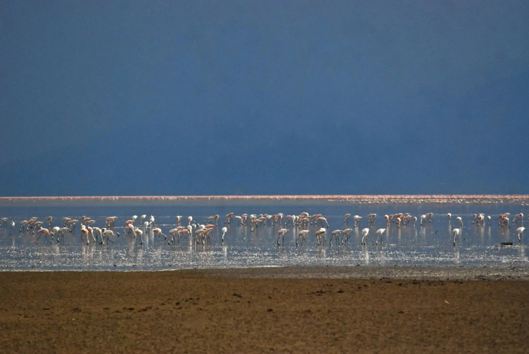 Migunga Tented Camp