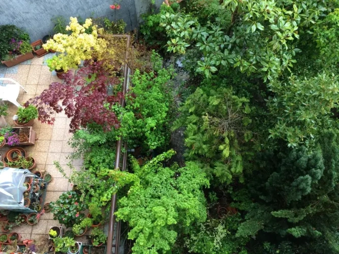 Standard Double room with garden view
