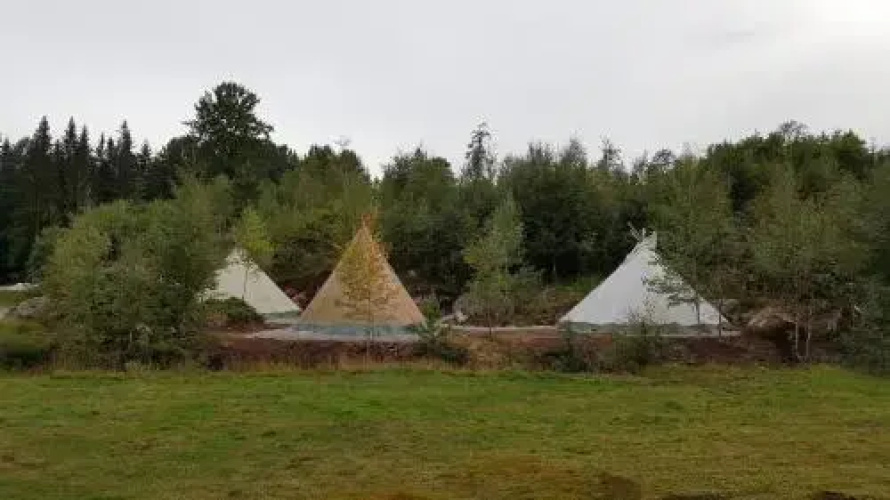 Bjørkeskogen