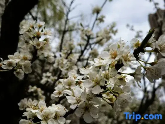 Jilin Yilin Residence