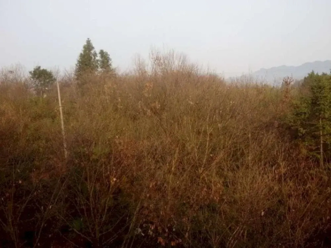 Longwei Yanlou Inn- Wuyuan