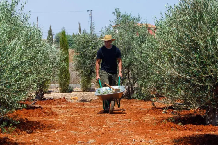 Olive House