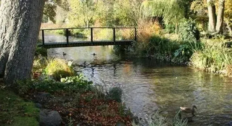 Mallards in Overton