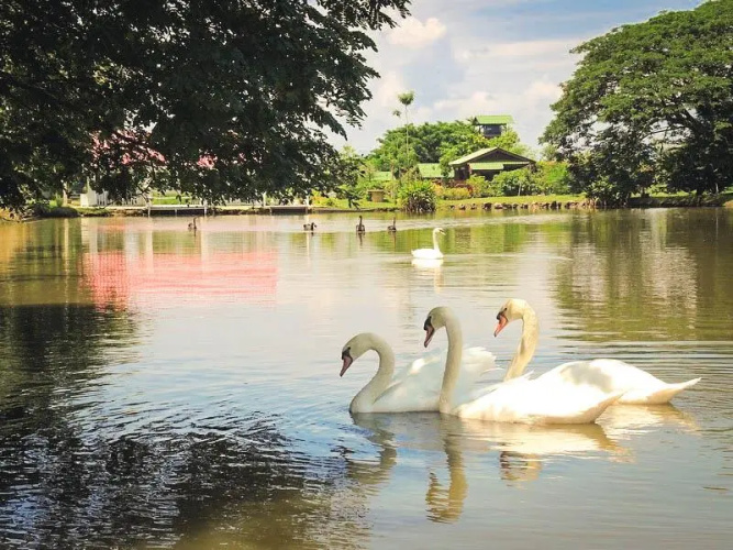 Pangluang Garden