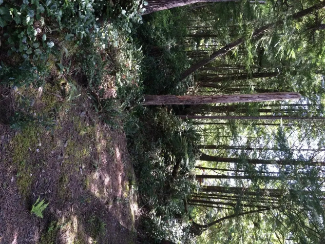 Reef Point Forest Suite
