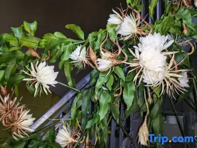 Jingpai Tea House and Inn