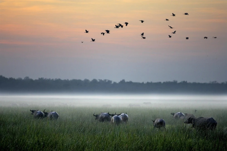 Bamurru Plains