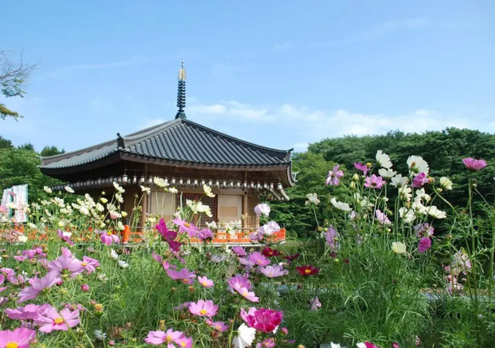 The Kashihara
