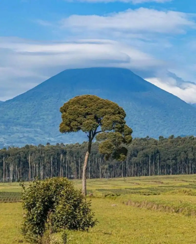 Virunga House