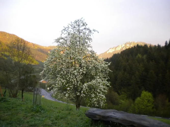 La Chouette Couette