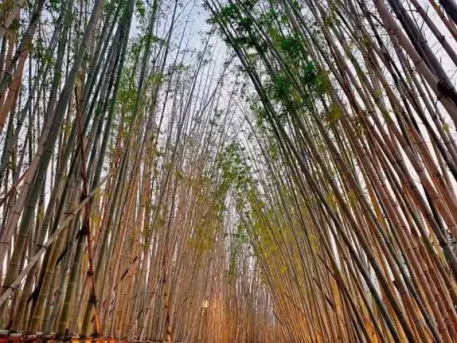 HU CHENG YALUX Poyang