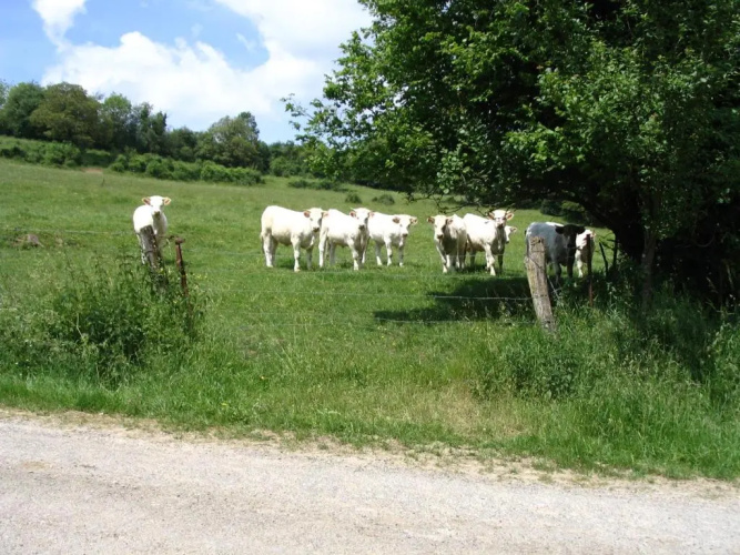 4 Collines