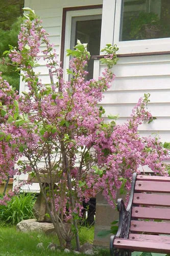 The Birches Resort