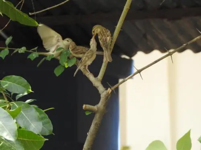 The Coral Tree Homestay