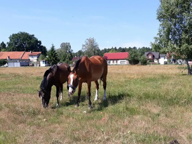 Kryniczanka
