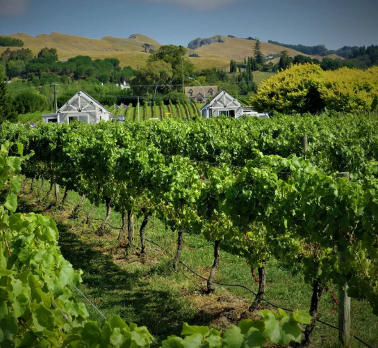 305inthevines