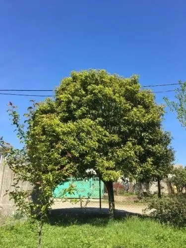 Guest House in Batumi