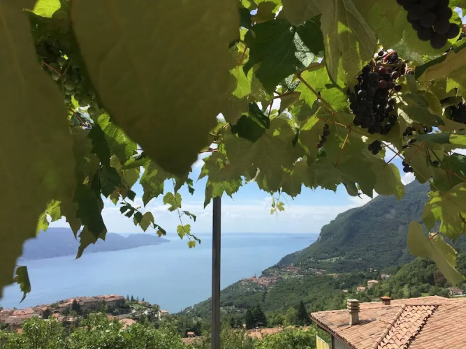 Borgo le Vigne - La Vinaccia