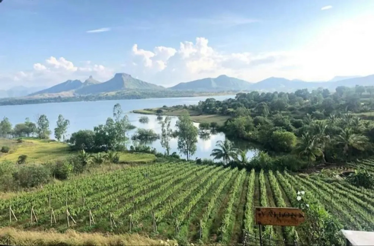 Vallonne Vineyards