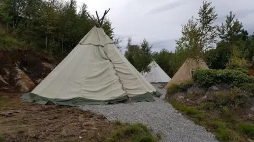 Bjørkeskogen