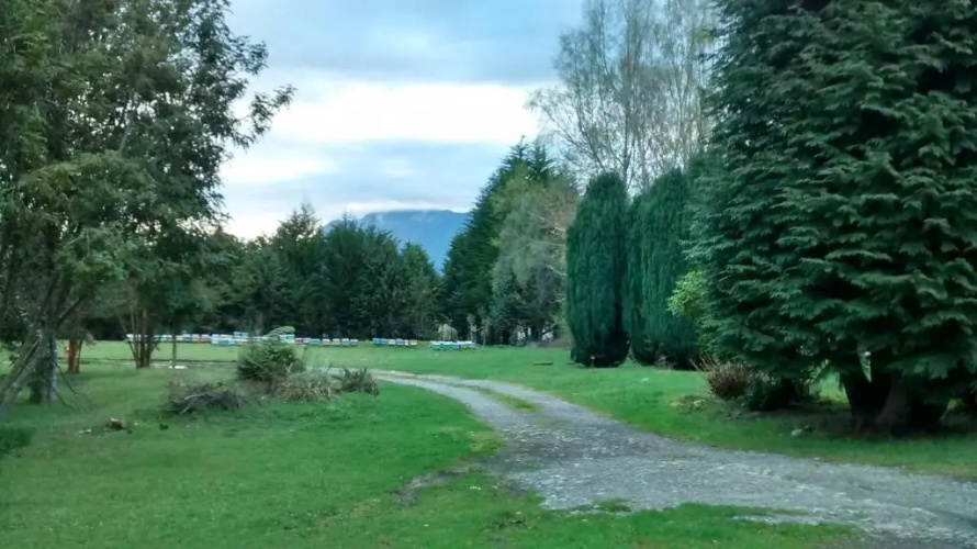 Bosque Patagonico