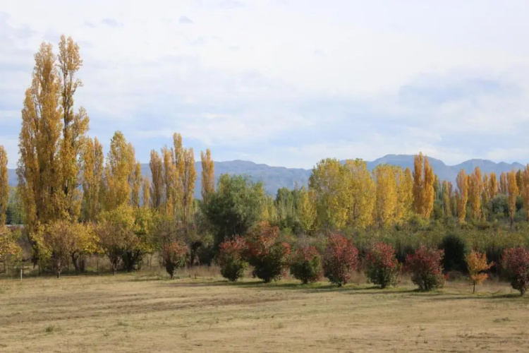 Aldea Amedo