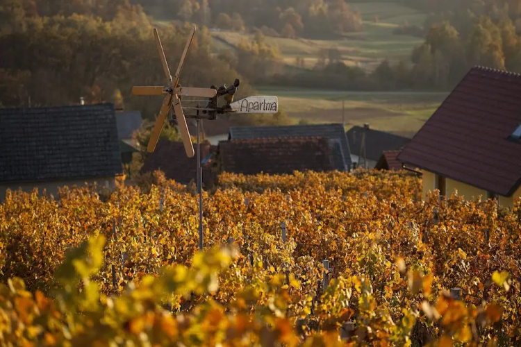 Vineyard Cottage Brodaric