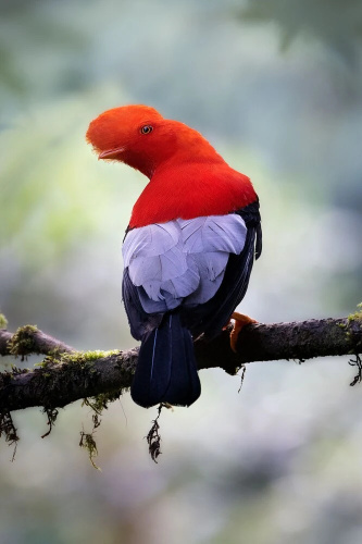 Refugio Paz de las Aves