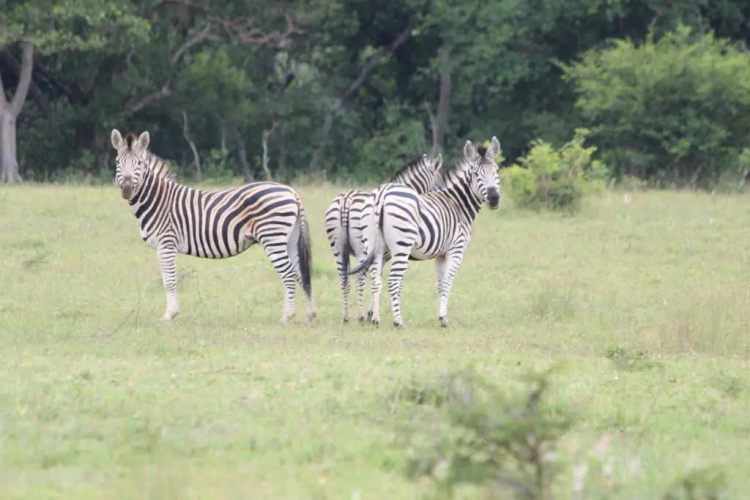Izintaba Private Game Reserve