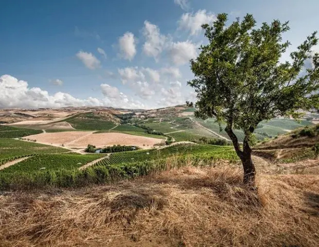 Tenuta Regaleali