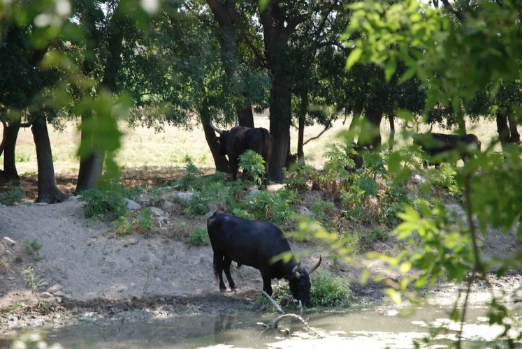 Roulotte La Nanouche