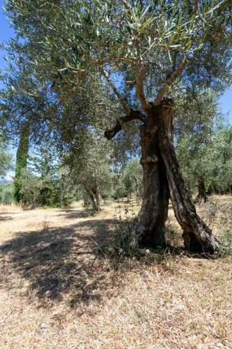 S.Martino 30