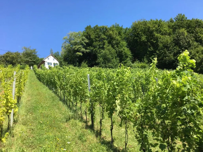 Bio-Weingut Leitner