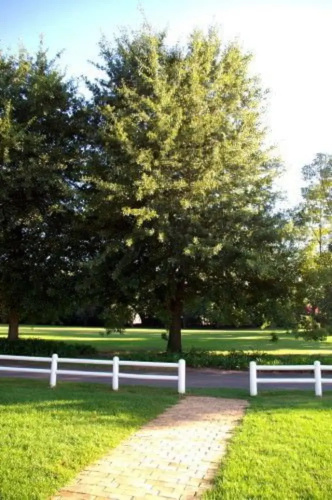 Rosenview Guest House