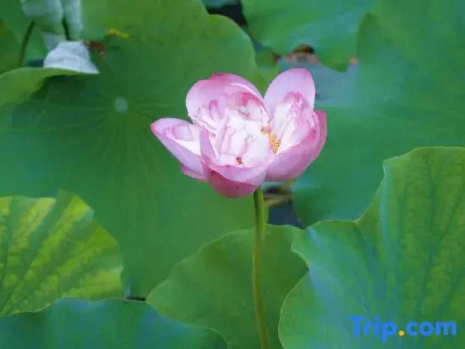 Meilan Meilu · Forest  Healing  Guesthouse