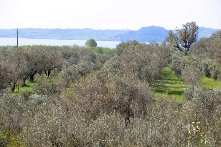 Il Casale degli Ulivi