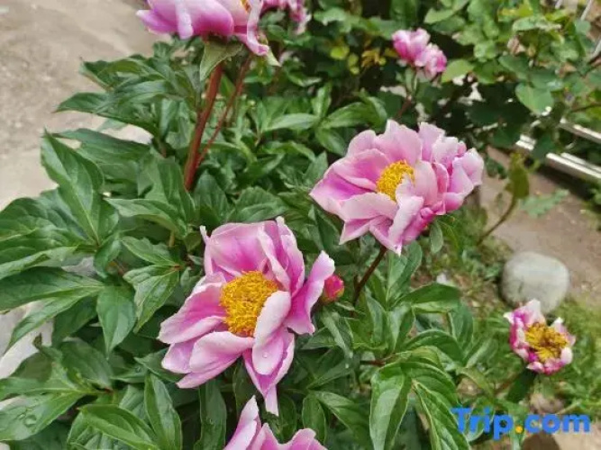 Siguniangshan Sishan Homestay