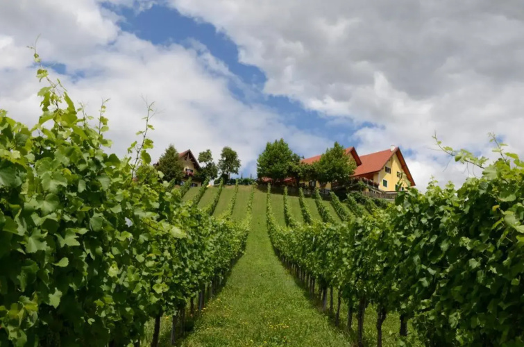 Weingut Fellner