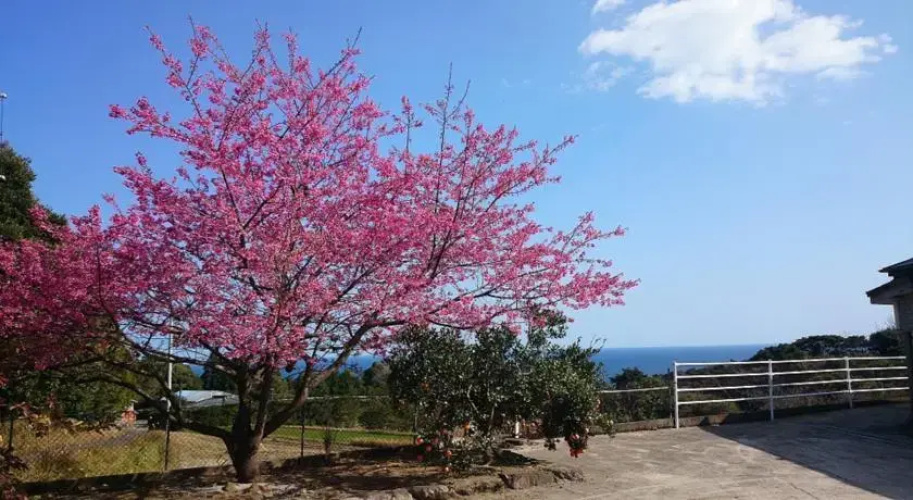Minshuku Maeakuso