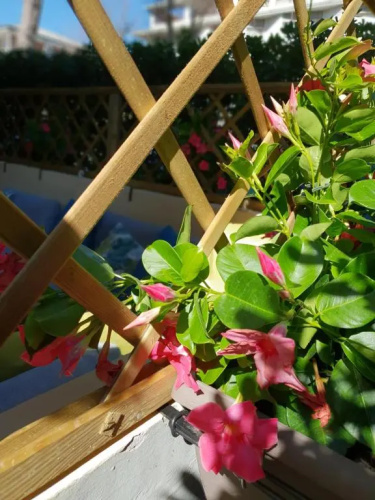 Versilia Apartment