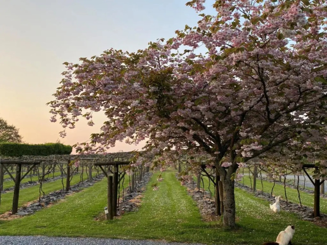 Jabajak Vineyard Restaurant With Rooms