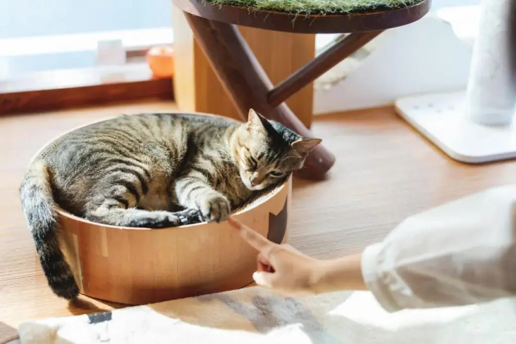 Cat Spa & Cat Ryokan by Neco Republic Osaka
