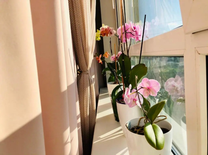 DeLight Apartments