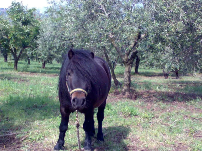 Agriturismo Frantoio Mafrica