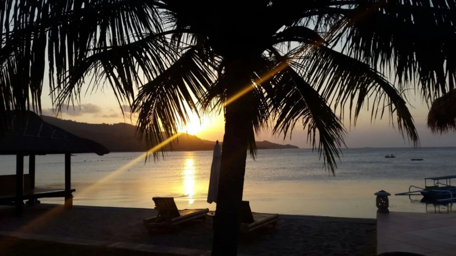 Coral Palms